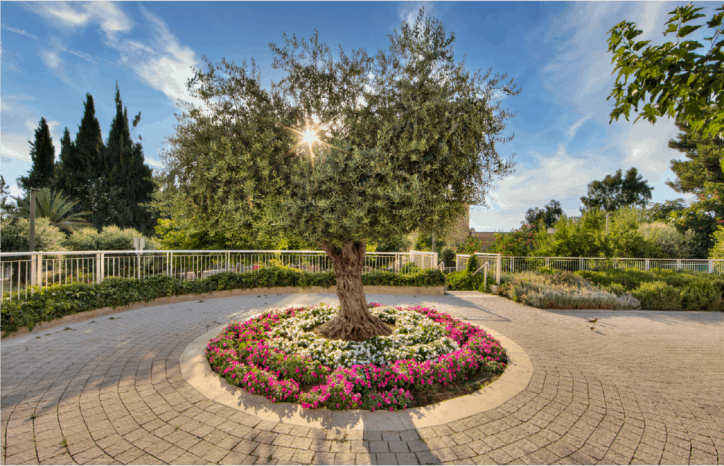 tree at sunrise jerusalem