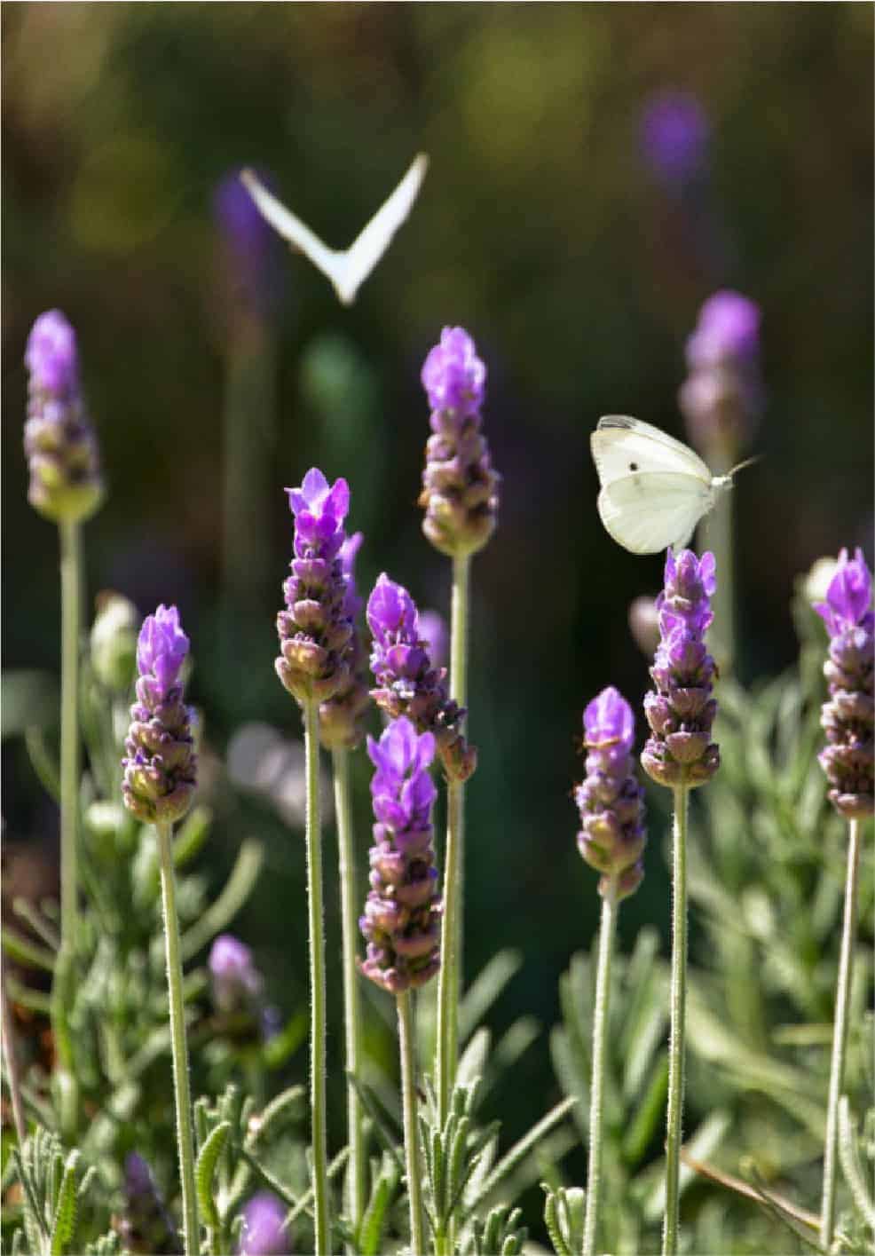 jerusalem flowers in baka