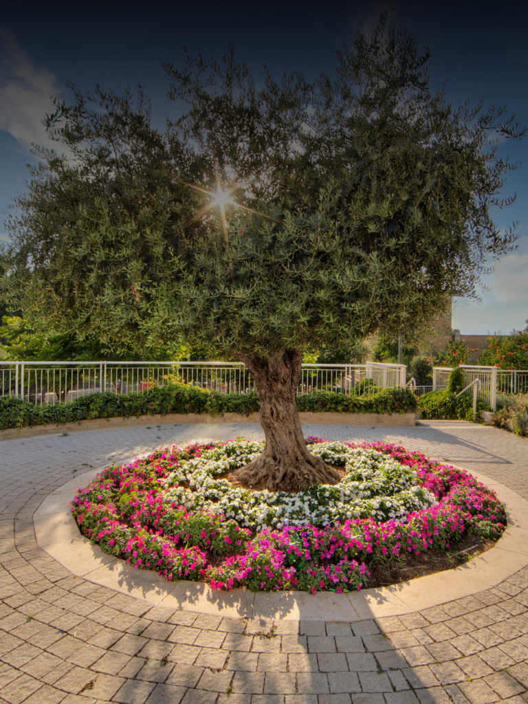 tubishvat in jerusalem